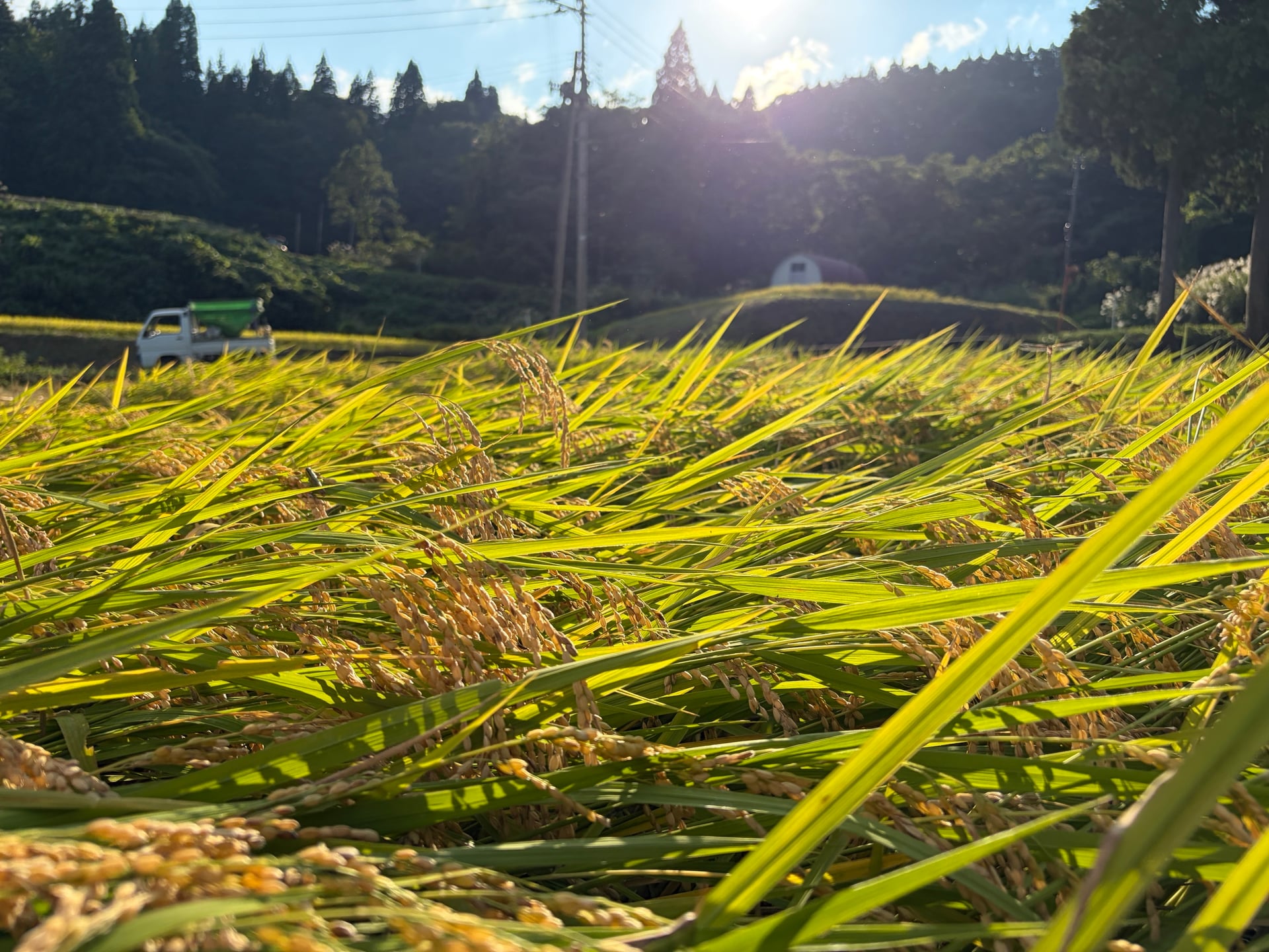 実った稲穂と田んぼ